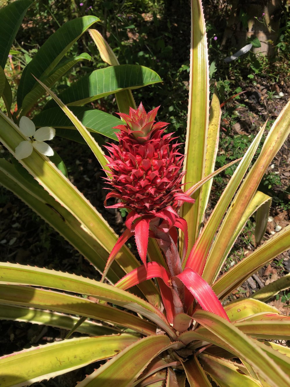 Ananas+comosus+variegata+'Pink